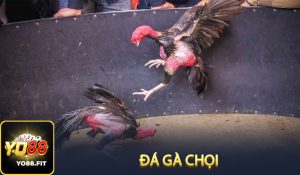 Đá gà chọi